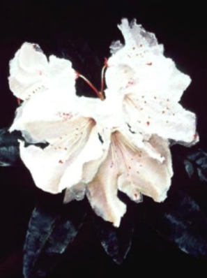 Please Join Us as we Celebrate the Art of Judith Spitz